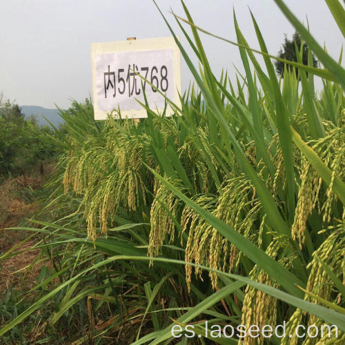 Semillas de arroz orgánicas naturales de alta calidad